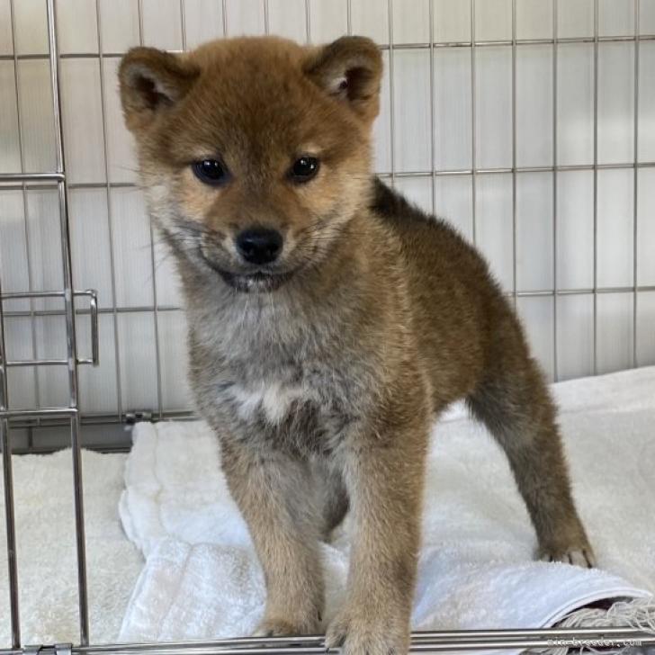 柴犬 岡山県 男の子 22年10月13日 赤 フレンドリーな性格でハンサムな男の子です みんなのブリーダー 子犬id 2212