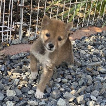 柴犬(豆柴)【岡山県・男の子・2022年12月28日・赤】の写真「タレ目がチャームポイントの豆柴くん」