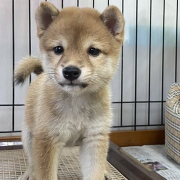 柴犬(豆柴)【岡山県・女の子・2023年7月2日・赤】の写真「人懐っこく可愛い女の子です。」