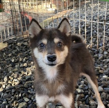 柴犬(豆柴)【岡山県・男の子・2022年9月2日・黒】の写真「小柄で可愛い豆柴くんです。」