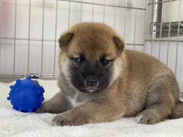 柴犬(標準サイズ)【岡山県・男の子・2021年9月20日・赤】の写真「両親遺伝子検査クリア！
しっかりした顔つき男の子」