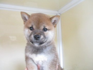 柴犬(標準サイズ)【岡山県・男の子・2021年1月5日・赤】の写真「綺麗な赤毛のハンサム君」