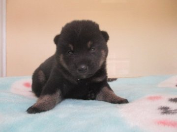 柴犬(標準サイズ)【岡山県・男の子・2020年7月12日・黒】の写真「きょとんとしたお顔が可愛い黒柴くんです」