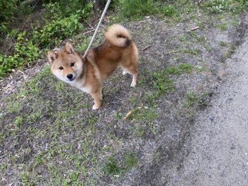 柴犬(豆柴)【岡山県・男の子・2021年10月27日・赤】の写真「丸顔の豆柴くん！ワクチン済みですぐお散歩OK！」