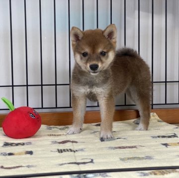 柴犬(豆柴)【岡山県・女の子・2024年4月30日・赤】の写真「豆柴の中でも小柄な両親から誕生した豆柴ちゃん♡」