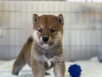 柴犬(豆柴)【岡山県・男の子・2021年9月2日・赤】の写真「両親犬遺伝子検査クリア！丸顔の男の子です」