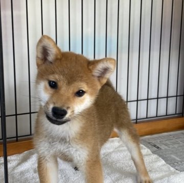 柴犬(標準サイズ)【岡山県・男の子・2023年8月14日・赤】の写真「元気いっぱいの男の子です。」