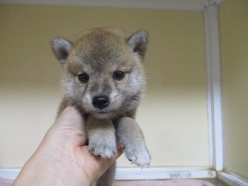 柴犬(標準サイズ)【岡山県・女の子・2020年8月25日・赤】の写真「優しい毛色の女の子です」