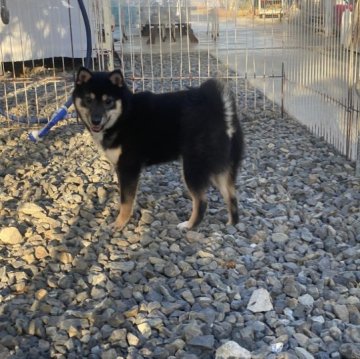 柴犬(豆柴)【岡山県・女の子・2023年4月11日・黒】の写真「可愛いお顔の豆柴ちゃん！2姉妹で生まれました」