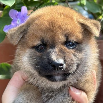 柴犬(標準サイズ)【岡山県・女の子・2024年7月10日・赤】の写真「丸顔でモフモフ♡父犬完成犬！」