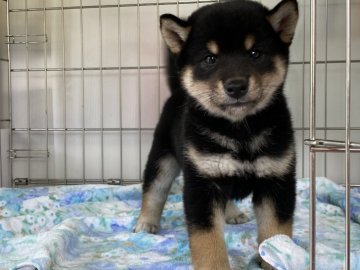 柴犬(標準サイズ)【岡山県・男の子・2021年9月20日・黒】の写真「両親遺伝子検査クリア！配色綺麗なハンサムくん！」