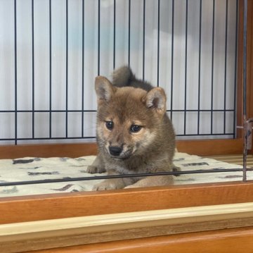 柴犬(標準サイズ)【岡山県・女の子・2024年5月15日・赤】の写真「すくすく育った女の子！パパは完成犬！」