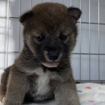 柴犬(標準サイズ)【岡山県・男の子・2023年12月20日・赤】の写真「小柄で愛嬌たっぷりの柴犬くん」