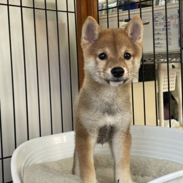 柴犬(豆柴)【岡山県・男の子・2023年8月26日・赤】の写真「綺麗な赤毛のハンサムくん！」