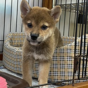 柴犬(標準サイズ)【岡山県・女の子・2023年7月22日・赤】の写真「明るい性格の女の子です。」