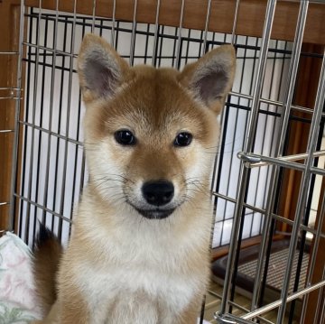 柴犬(標準サイズ)【岡山県・女の子・2023年8月9日・赤】の写真「綺麗な赤毛の女の子！父犬賞歴有り！」