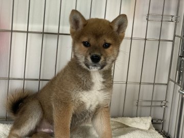 柴犬(標準サイズ)【岡山県・男の子・2021年11月11日・赤】の写真「ごはんもよく食べ元気な男の子！」