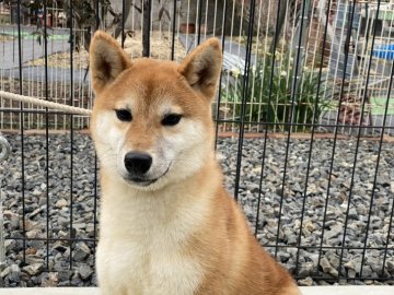 柴犬(標準サイズ)【岡山県・男の子・2021年5月23日・赤】の写真「明るい性格の男の子！
ワクチン済みでお散歩OK！」