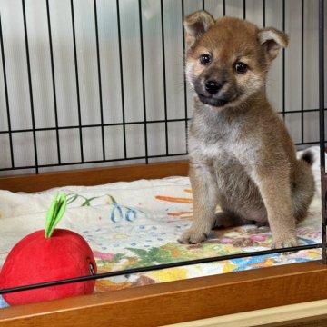 柴犬(標準サイズ)【岡山県・女の子・2024年6月4日・赤】の写真「小柄でマイペースな女の子♡父犬賞歴あり！」