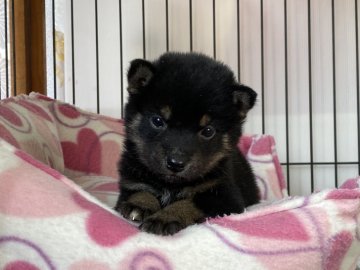 柴犬(標準サイズ)【岡山県・男の子・2021年11月29日・黒】の写真「小ぶりの黒柴犬くん！」