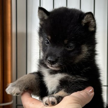 柴犬(豆柴)【岡山県・男の子・2024年7月22日・黒】の写真「愛嬌いっぱいの可愛い豆柴くん！」