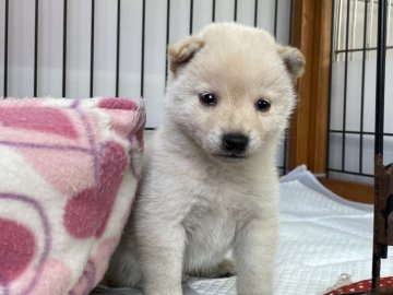 柴犬(標準サイズ)【岡山県・女の子・2021年11月29日・白】の写真「小ぶりの白柴犬ちゃん」