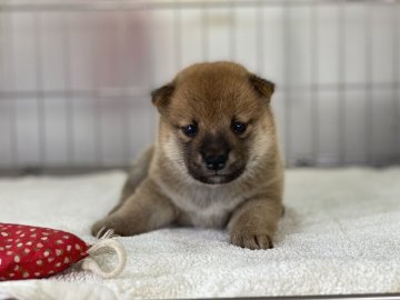 柴犬(標準サイズ)【岡山県・男の子・2021年9月20日・赤】の写真「両親遺伝子検査クリア！
可愛いお顔の女の子！」