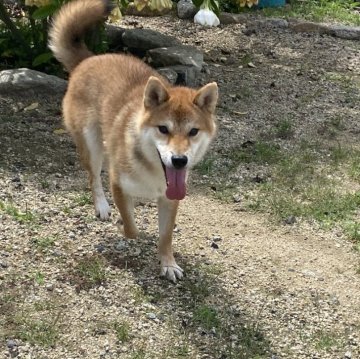 柴犬(標準サイズ)【岡山県・男の子・2023年7月23日・赤】の写真「キリッとしたお顔立ちの男の子！」