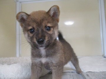 柴犬(標準サイズ)【岡山県・男の子・2020年9月20日・赤】の写真「小ぶりで可愛い男の子」