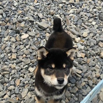 柴犬(標準サイズ)【岡山県・男の子・2024年1月1日・黒】の写真「キリッとしたお顔の黒柴くん！」