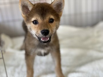 柴犬(標準サイズ)【岡山県・女の子・2021年7月3日・黒】の写真「両親犬遺伝子検査クリア！愛嬌たっぷりな女の子」