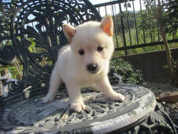 柴犬(標準サイズ)【岡山県・女の子・2019年8月21日・白】の写真「白柴ちゃん生まれました！」