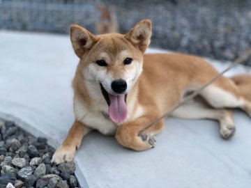 柴犬(標準サイズ)【岡山県・男の子・2021年2月5日・赤】の写真「綺麗な赤毛のハンサム君」