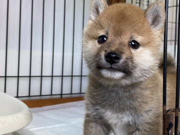 柴犬(豆柴)【岡山県・男の子・2021年10月21日・赤】の写真「きれいな赤毛の男の子！」