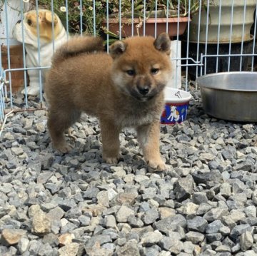 柴犬(標準サイズ)【岡山県・男の子・2023年4月13日・赤】の写真「きれいな赤毛の男の子！父犬賞歴有！」