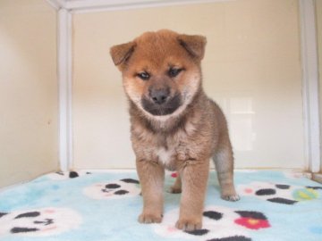 柴犬(標準サイズ)【岡山県・男の子・2020年2月24日・赤】の写真「凛々しいお顔の男の子」