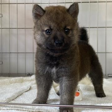 柴犬(標準サイズ)【岡山県・男の子・2022年6月10日・赤】の写真「黒い毛は徐々にとれていきますよ。可愛いお顔です。」