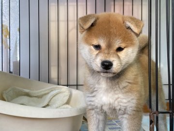 柴犬(標準サイズ)【岡山県・女の子・2021年9月25日・赤】の写真「優しい毛色の女の子！」