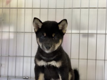 柴犬(標準サイズ)【岡山県・女の子・2021年4月26日・黒】の写真「優しいお顔の黒柴ちゃん」