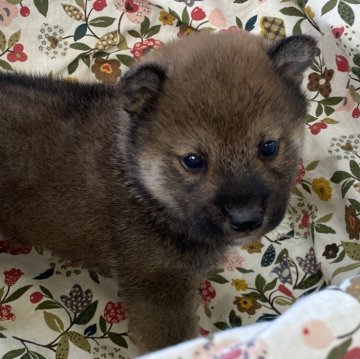 柴犬(標準サイズ)【岡山県・男の子・2023年12月20日・赤】の写真「つぶらな瞳が可愛い男の子♡」