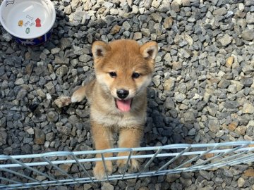 柴犬(豆柴)【岡山県・男の子・2022年1月21日・赤】の写真「コロコロに育ってます。両親遺伝子検査クリアー！」