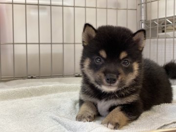 柴犬(豆柴)【岡山県・男の子・2021年7月13日・黒】の写真「可愛いお顔の男の子！」