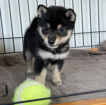 柴犬(豆柴)【岡山県・男の子・2023年11月2日・黒】の写真「可愛いお顔の豆柴ちゃん」