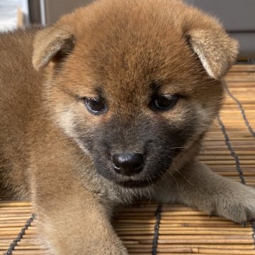 柴犬(標準サイズ)【岡山県・女の子・2024年5月31日・赤】の写真「愛嬌いっぱいの女の子♡父犬賞歴あり」