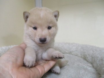 柴犬(標準サイズ)【岡山県・女の子・2020年12月11日・白】の写真「可愛いお顔の白柴ちゃん！」