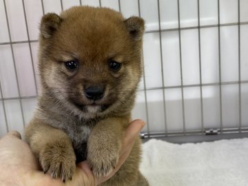 柴犬(豆柴)【岡山県・男の子・2022年1月18日・赤】の写真「丸顔の豆柴くん！両親遺伝子検査クリア！」