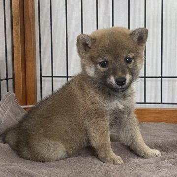 柴犬(標準サイズ)【岡山県・女の子・2023年8月29日・赤】の写真「小柄で可愛い女の子」