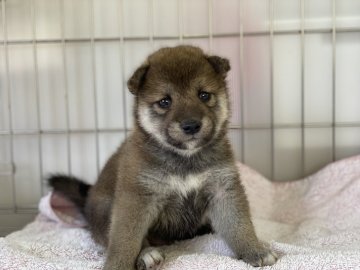 柴犬(標準サイズ)【岡山県・男の子・2021年7月3日・赤】の写真「愛嬌たっぷりの男の子です」