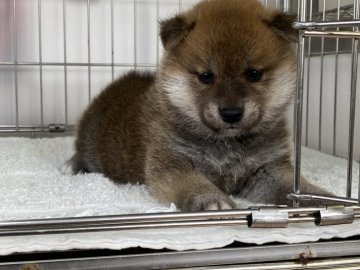 柴犬(標準サイズ)【岡山県・男の子・2021年12月24日・赤】の写真「丸顔の男の子！コロコロに育ってます。」