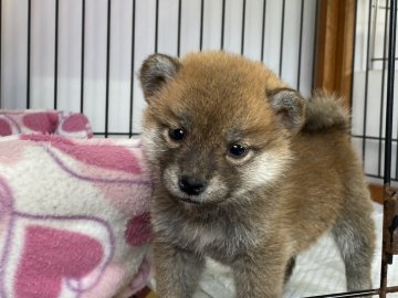 柴犬(標準サイズ)【岡山県・女の子・2021年12月23日・赤】の写真「小ぶりで可愛い女の子！」